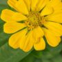 Zinnia – Magellan™ Yellow – 4.5″ Pot